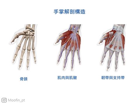 手指第一節彎曲|手指彎曲就伸不直？板機指介紹：疾病成因、症狀、簡。